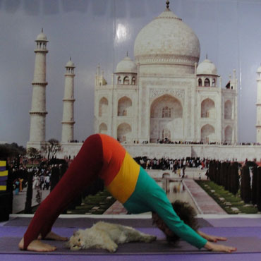 Asanas | Sala de Yoga - Yoga Ananda: Centro de Estudos e Pilates - Zona Norte - SP